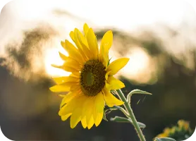 町田駅前のカウンセリング・相談室 こころの中庭 ibasyo イメージ1