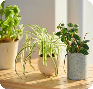 町田駅前のカウンセリング・相談室 こころの中庭 ibasyo イメージ3